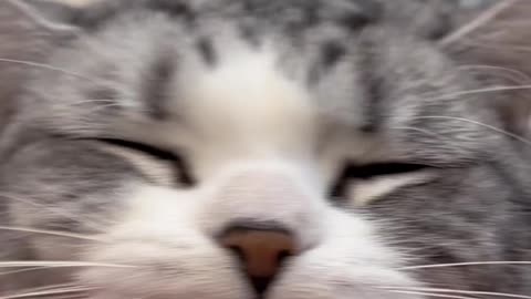 Cute smiling Cat 🐱