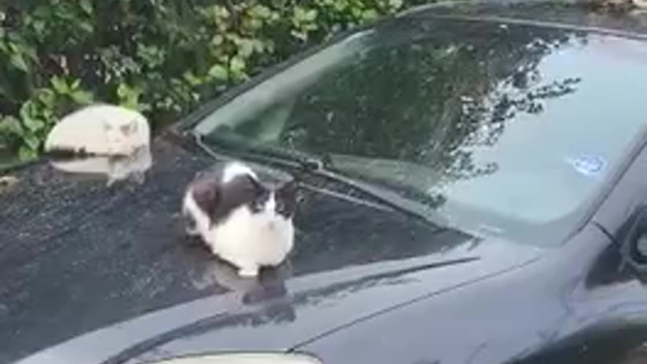 Funny cats
