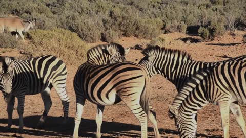 Zebra video