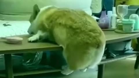Animal bloopers that will make your day!
