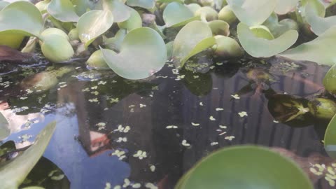 Eichhornia in water