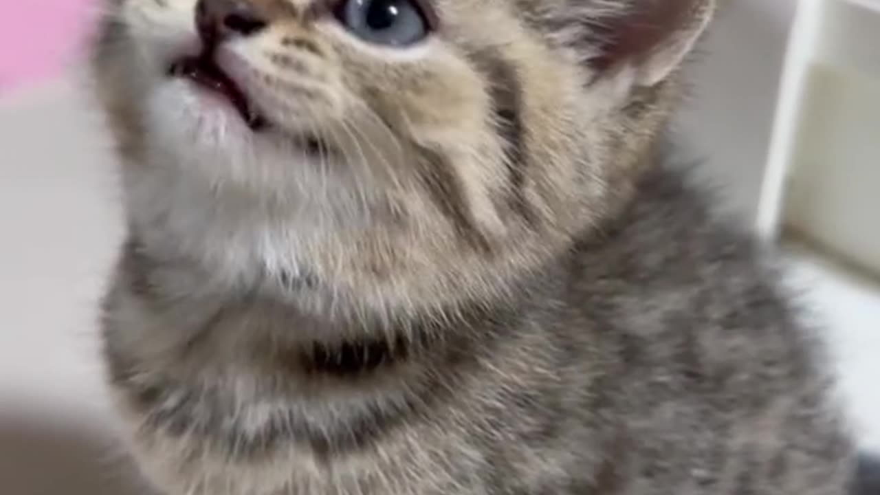 "Precious Kitten Meows for Attention"