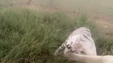 Are lions playing with tigers?