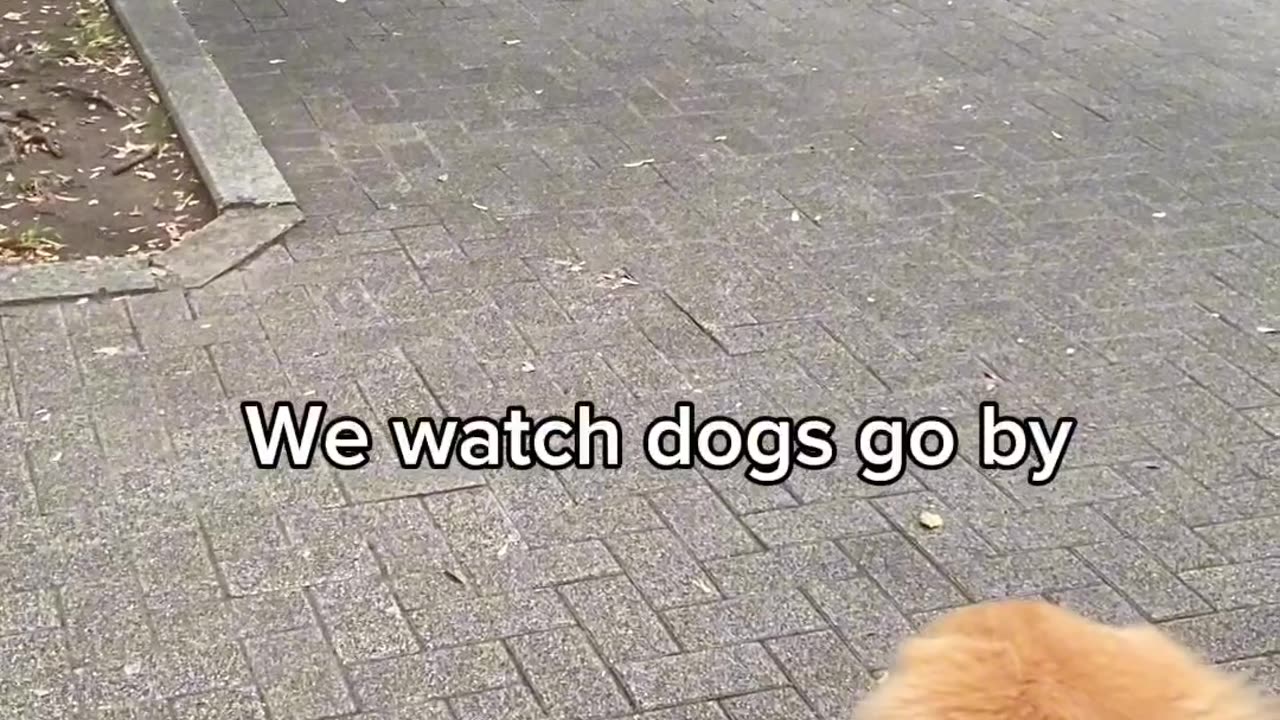Adorable golden retriever goes to the park in a stroller