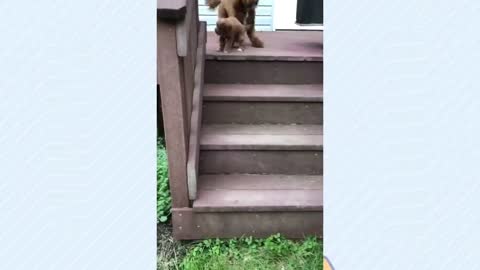 Funny collection of dogs and cats!