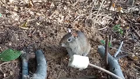 Amazing rat 🐀 trending video