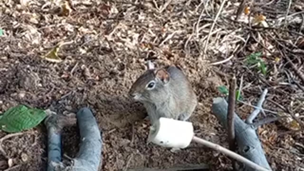 Amazing rat 🐀 trending video