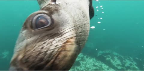 Caught Cute animal playing with diver.