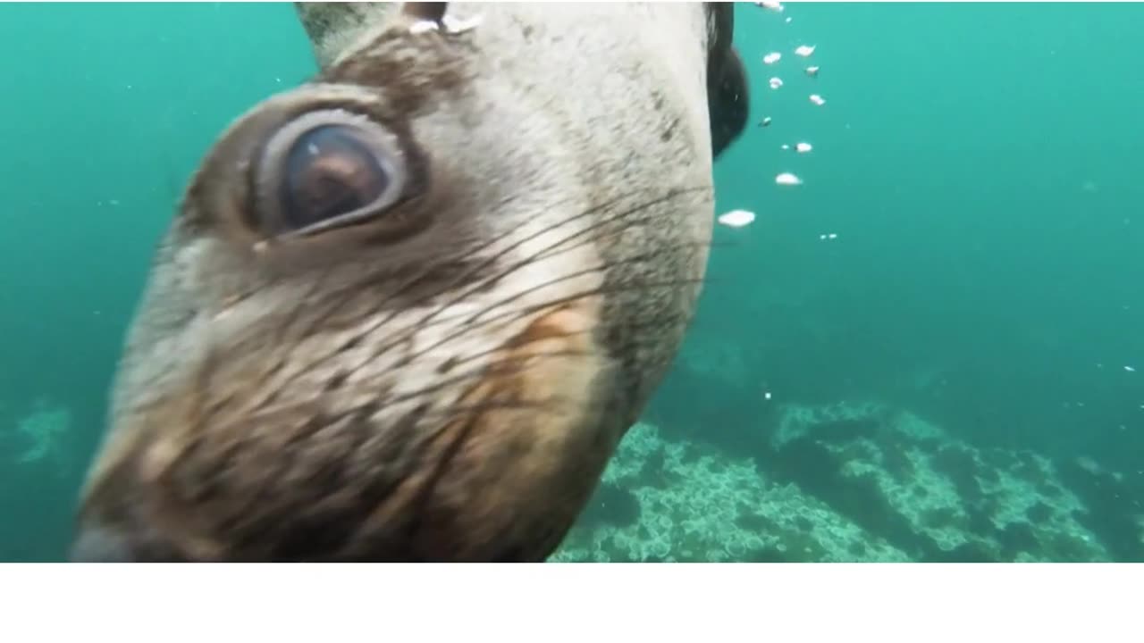 Caught Cute animal playing with diver.