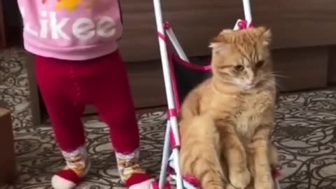 Baby and Cat Pet Lovers