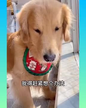 cute #dog short video| cute puppy shorts| #short #shortvideo #firstshortvideo #cutedog #dogs #shorts