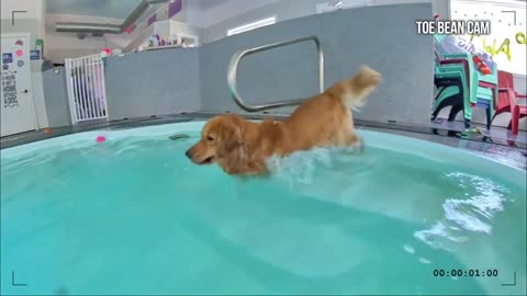 My Dog Rent A Swimming pool 🎱 🏊‍♀️🏊‍♂️🏊‍♂️🏠🐶