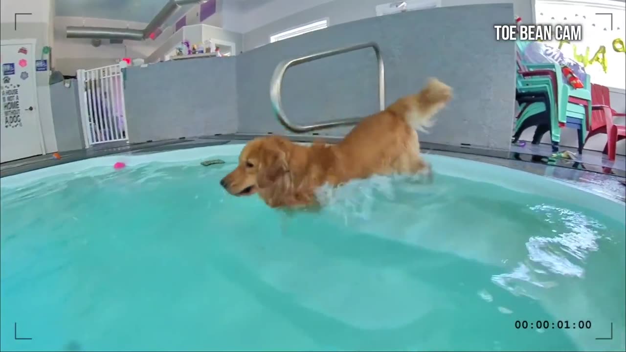 My Dog Rent A Swimming pool 🎱 🏊♀️🏊♂️🏊♂️🏠🐶