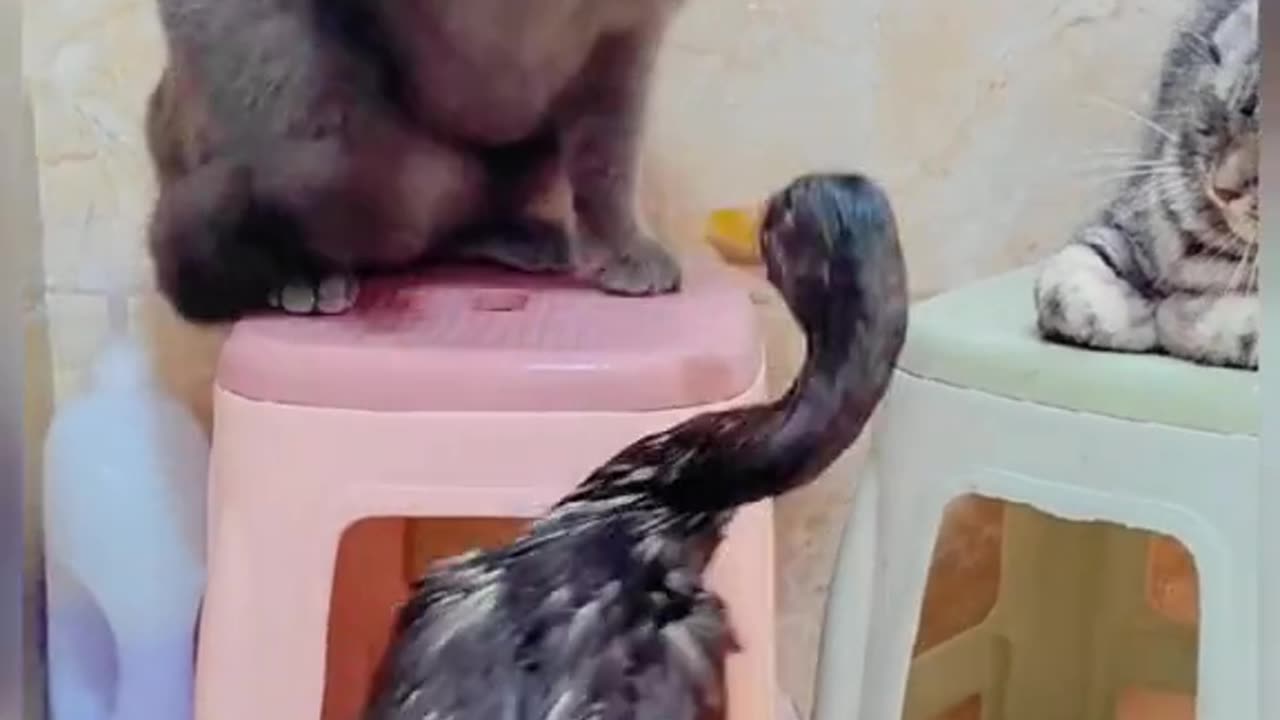 Duck and 2 kittens have fun playing together