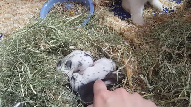 Newborn bunnies