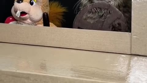 the cat drives the car