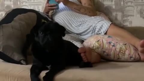 Watch till the end. Funny dog video #Rumble