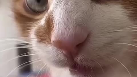 cat _video#cat #catfancy#cutecat#nicecat video