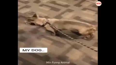 Dog funny video || dog