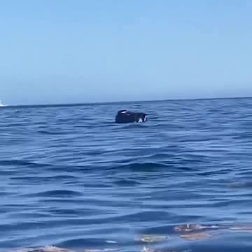 España | Un coche se cae de un ferry que iba de La Gomera a Tenerife.