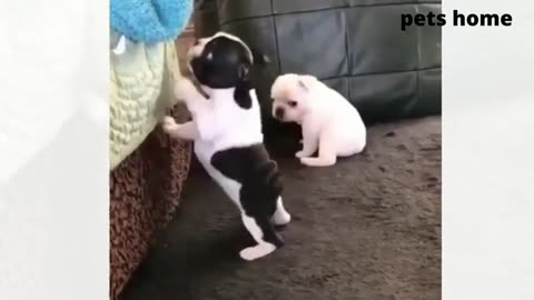 animals funny