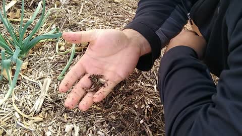 HOW MY SOIL TURNED OUT!