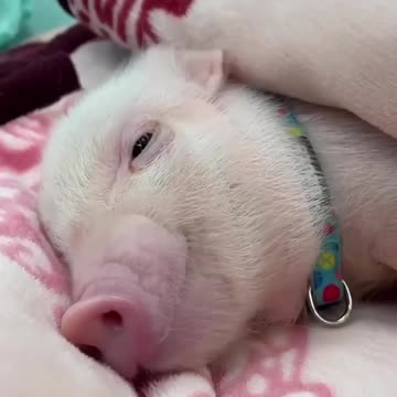 Catching up on my beauty sleep Saturday