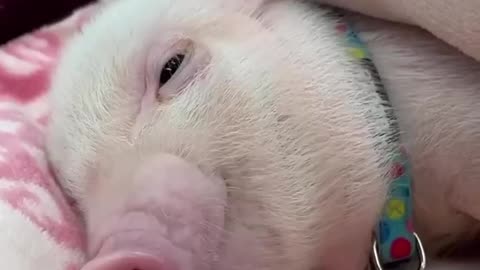 Catching up on my beauty sleep Saturday