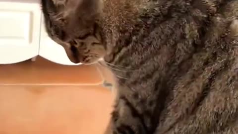 Funny Cats And Dogs Videos 😂 #1 - Best Funniest Animal Videos 😅