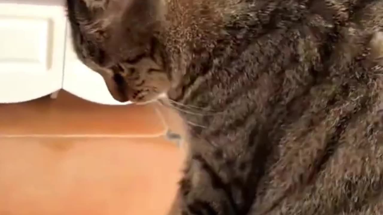 Funny Cats And Dogs Videos 😂 #1 - Best Funniest Animal Videos 😅