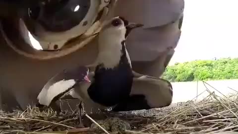 Mother's Love ❤