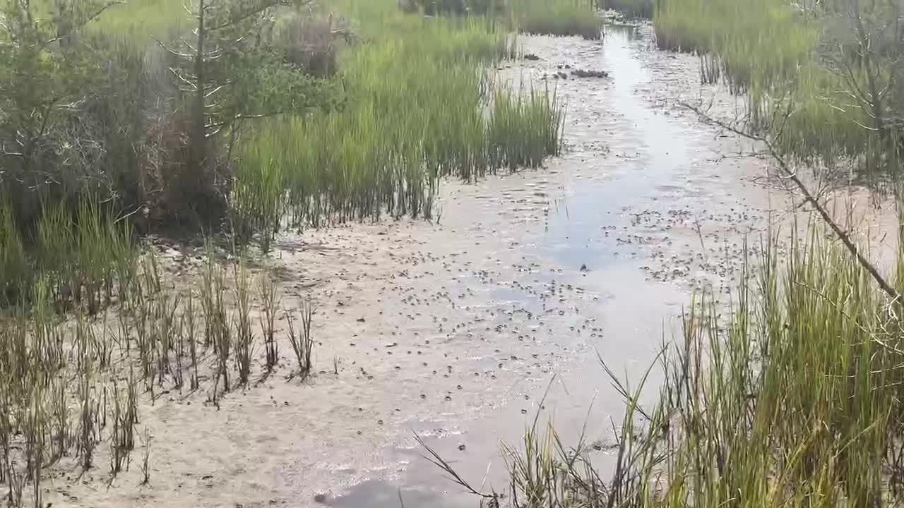 IT’S AN INVASION