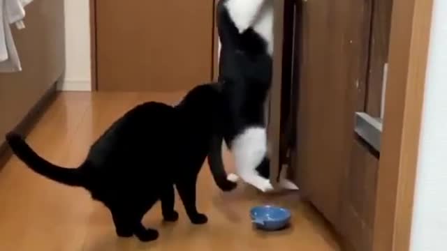 "I will see what is behind the door today" tummy cat say..#cat