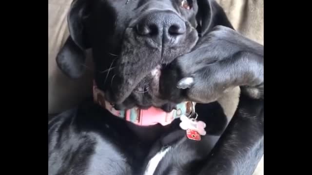 Funniest Animals 🐧 - Best Of The 2020 Funmal Videos 😁 - Cutest Animals Ever