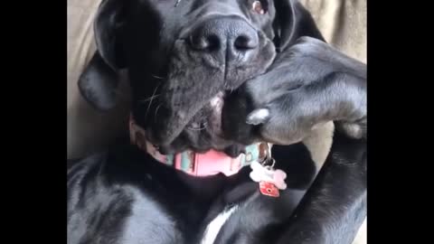 Funniest Animals 🐧 - Best Of The 2020 Funmal Videos 😁 - Cutest Animals Ever