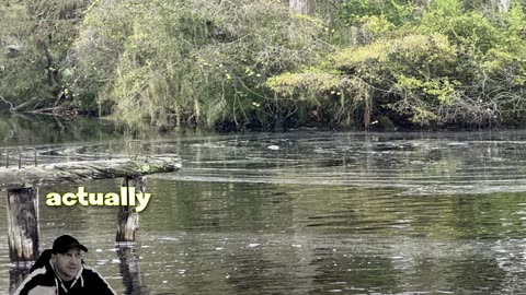 Babcock Ranch Tours Florida. Take a Bus Through Swap. See Alligators Hogs Birds Cows Tons Wildlife!