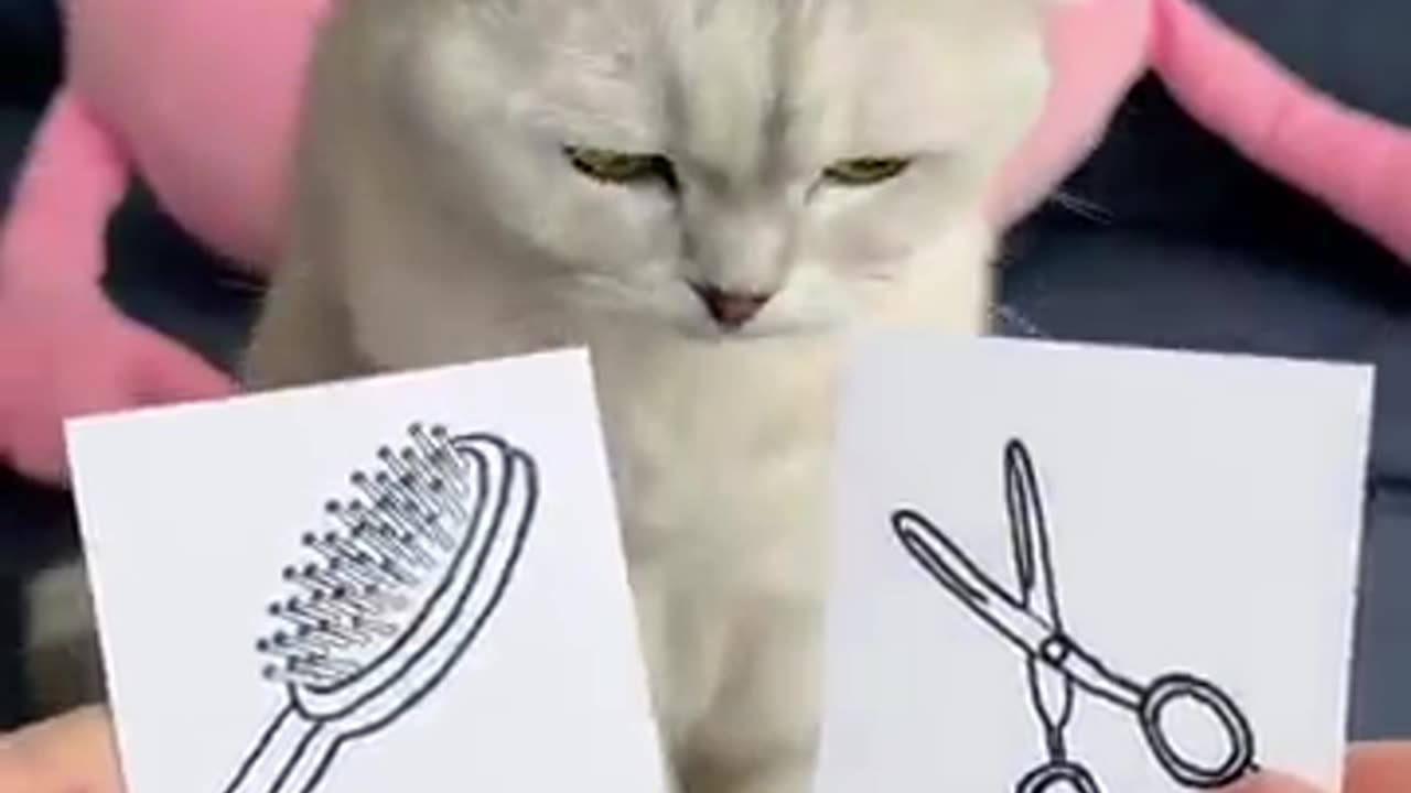Cat vedio funny😅🐭
