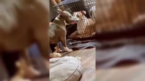 Dogs Videos But Try Not To Laugh🤣😂