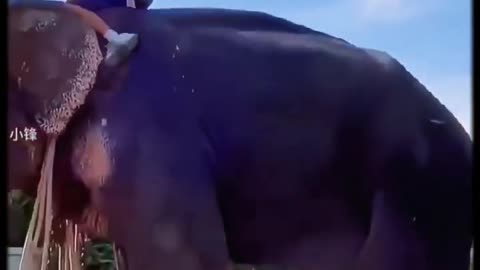 You Won't Believe This Elephant's Morning Routine with a Little Girl!