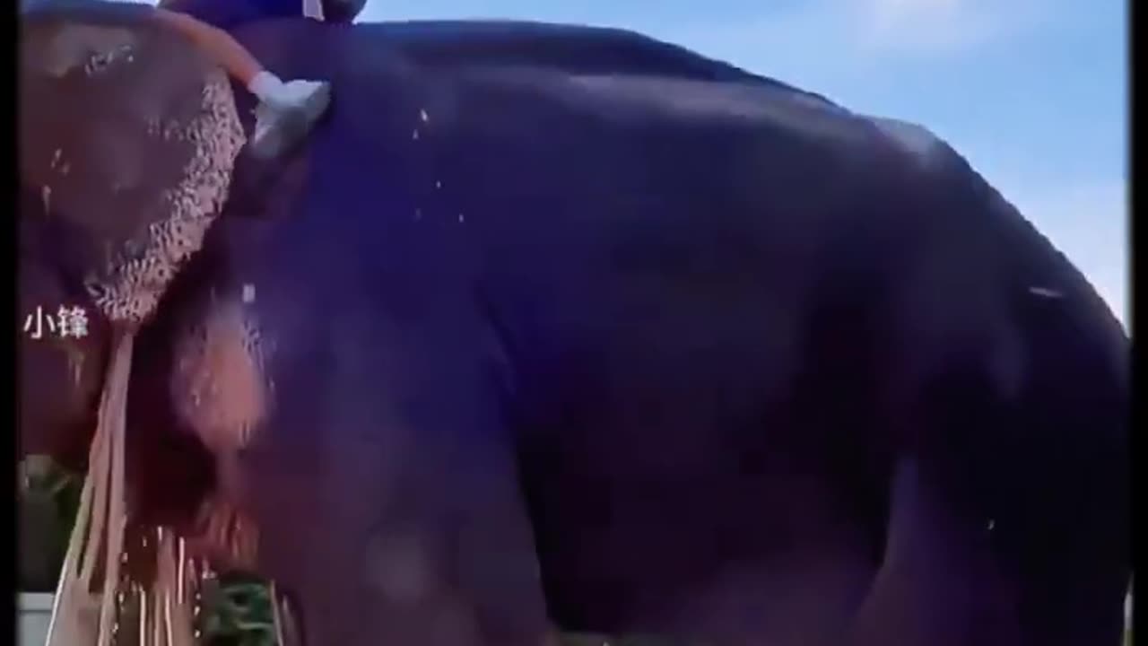 You Won't Believe This Elephant's Morning Routine with a Little Girl!