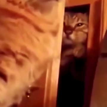 funny cat fight