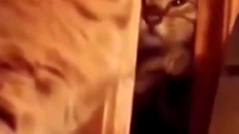 funny cat fight
