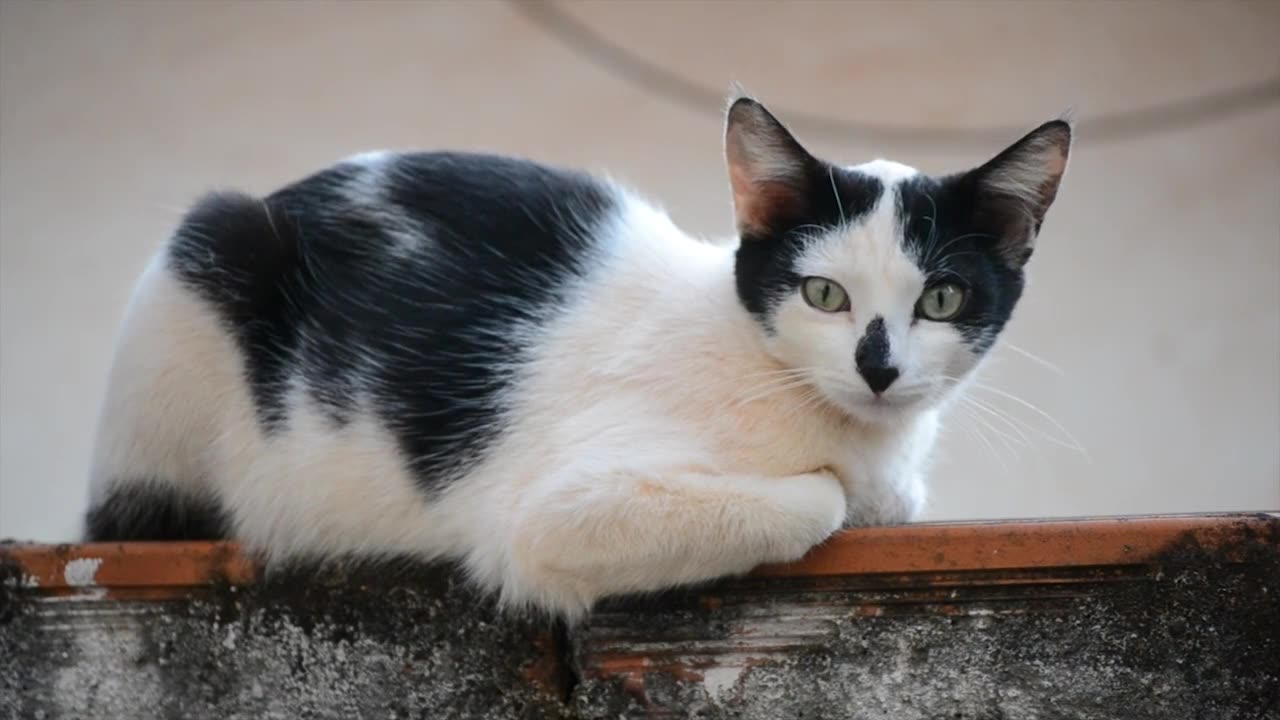 amazing cat video