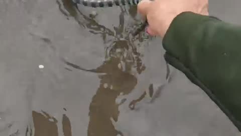 Rescuing snake 🐍🐍