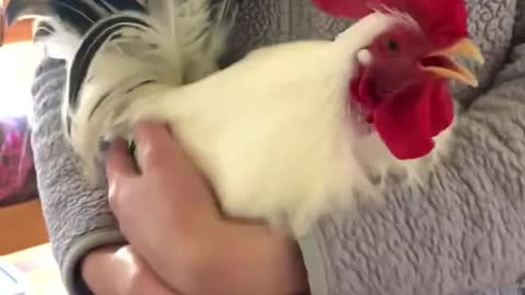 Who knew roosters made such good pets! 🐔