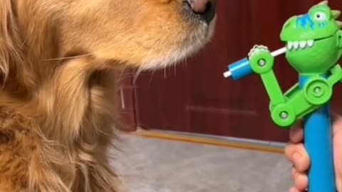 The dog