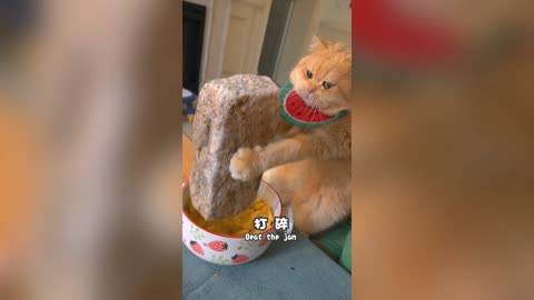 Cute Kitty - Lovely Pet