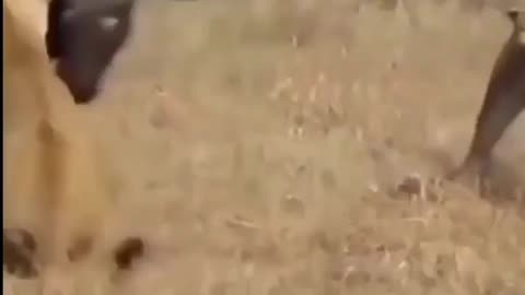 Wild life