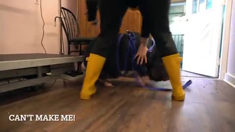 Dramatic Pot Belly Pig at the dog groomers?