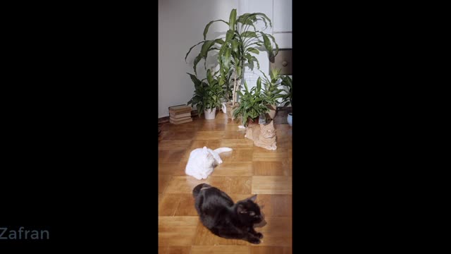 Cat video